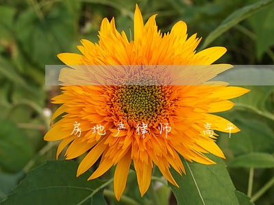 房地产律师 高平 房地产律师 高平